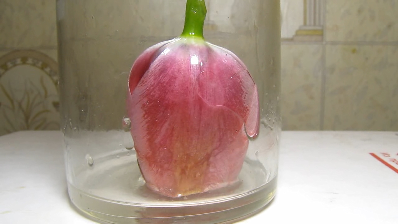 Pink tulip, ammonia and acetic acid